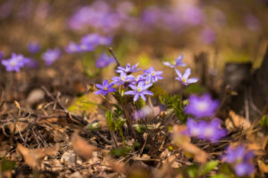 Anemone hepatica (common hepatica, liverwort, kidneywort, pennywort) Flowers, Forest, Finland Anemone hepatica (common hepatica, liverwort, kidneywort, pennywort) Flowers, Forest, Finland